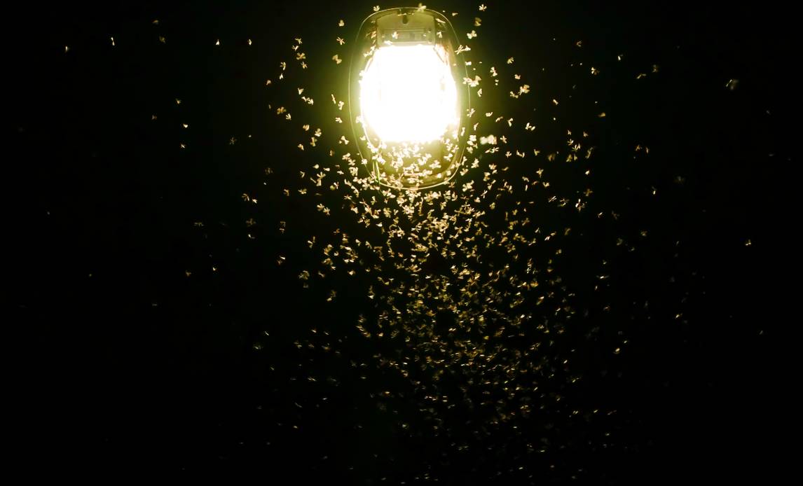 Møl sværmer om en gadelampe (FOTO: Shutterstock/Oasishifi)