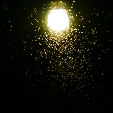 Møl sværmer om en gadelampe (FOTO: Shutterstock/Oasishifi)